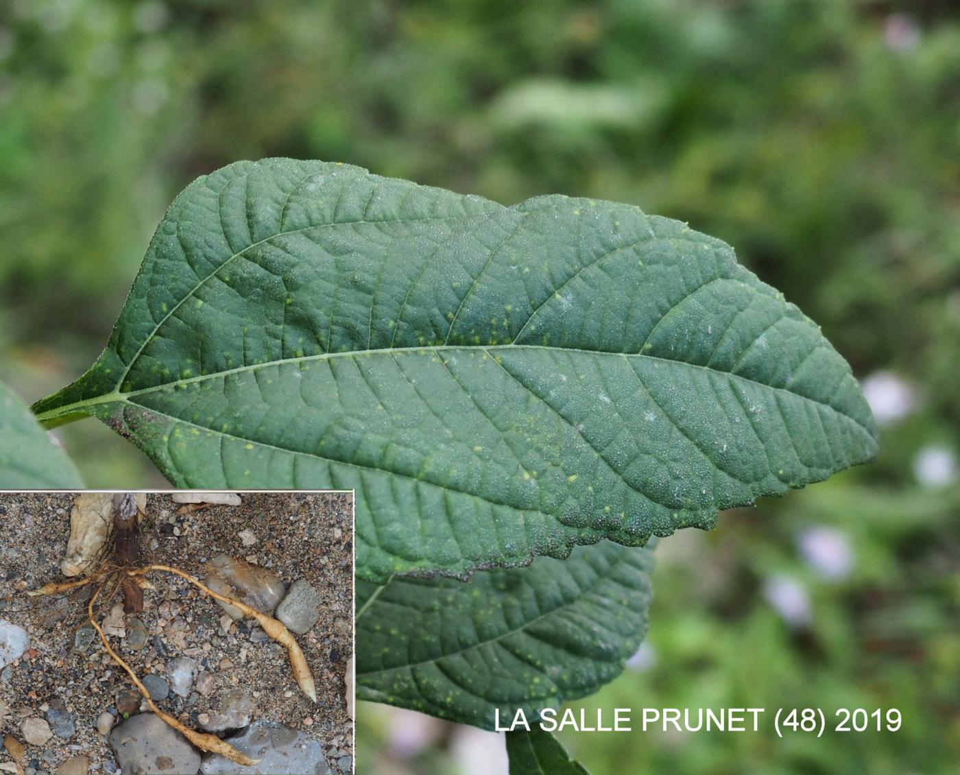 Jerusalem artichoke leaf